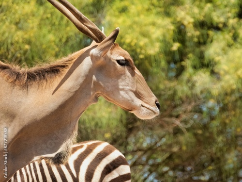 Closeup shot of a common eland near a zebra in a zoo