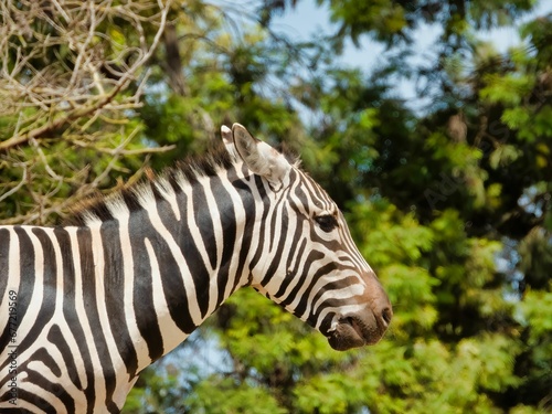 Side view of a cute zebra  Hippotigris 