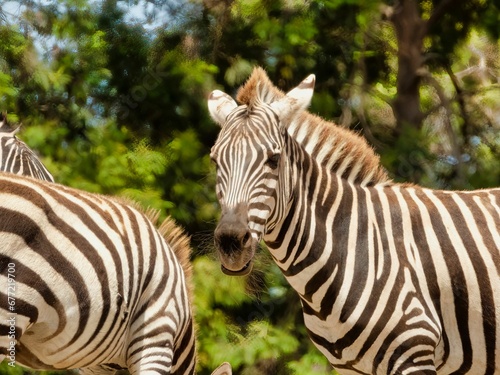 Portrait of a cute zebra  Hippotigris 