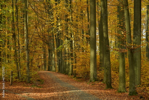 Chemin pour la promenade sous les feuillages brun-dorés des hêtres de la forêt de Soignes à Tervuren photo