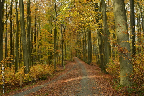 Chemin pour la promenade sous les feuillages brun-dorés des hêtres de la forêt de Soignes à Tervuren photo