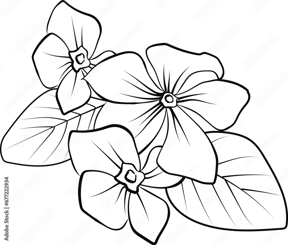 Outline Periwinkle Drawing, Periwinkle Flower Line Drawing, Clip Art 