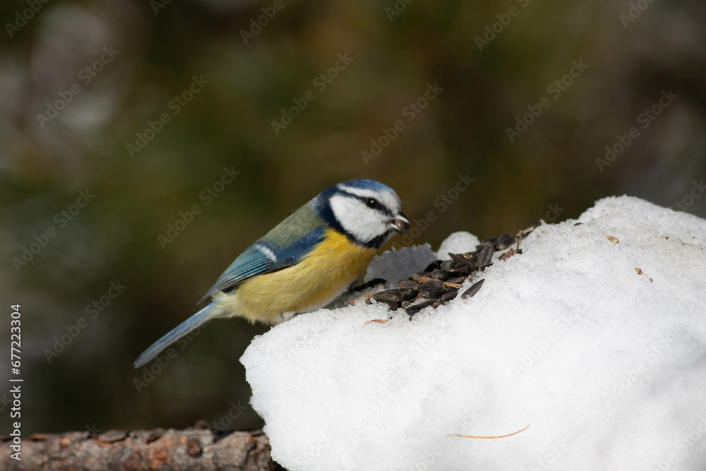 Fototapeta premium Bird in the wilderness.