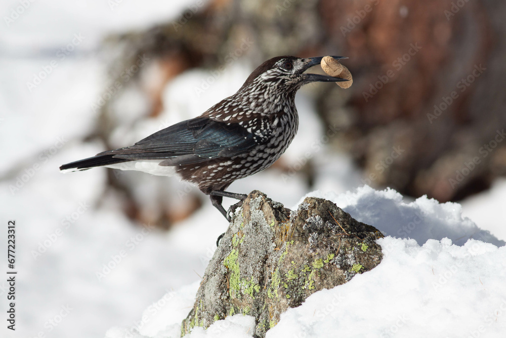 Bird in the wilderness. Bird in the wilderness.