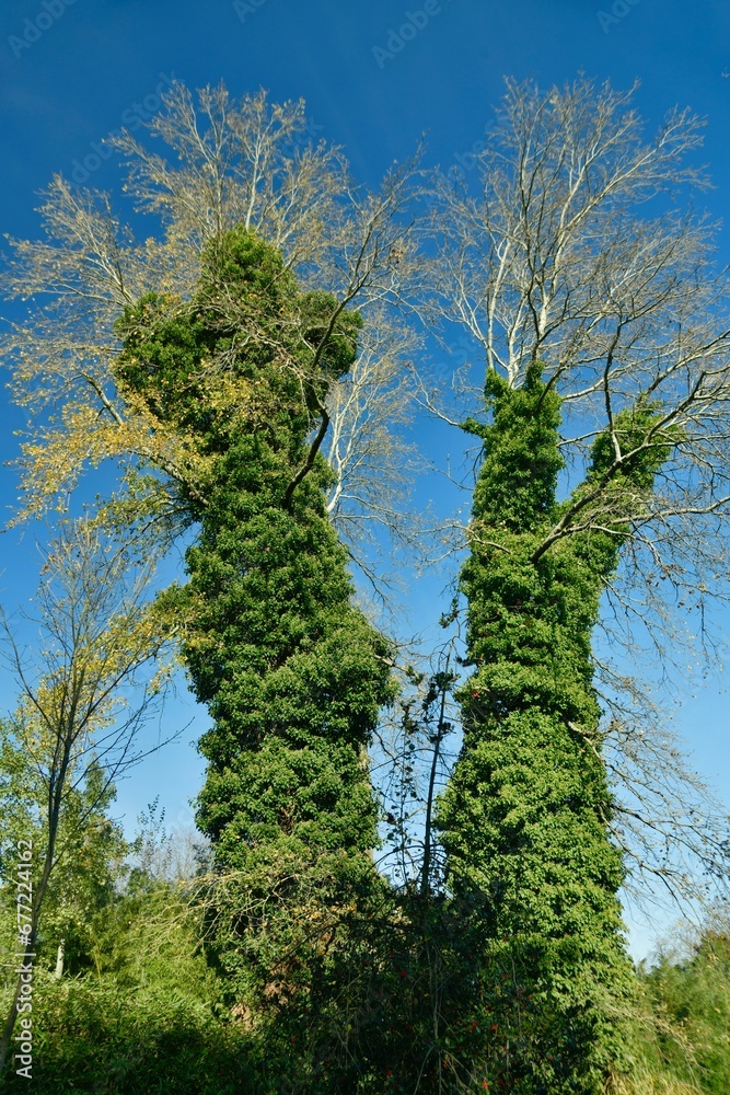 Obraz premium Colonnes de lierre entourant les arbres morts à l'arboretum de Groenendael au sud-est de Bruxelles 