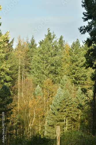 Conifères à aiguilles brunes dorées au bois de Mariemont à Morlanwelz  photo