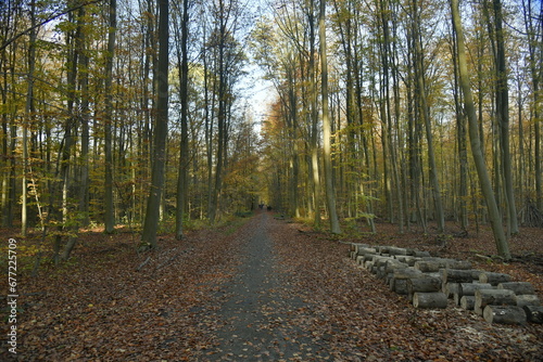 Buches le long d'un chemin forestier en automne en forêt de Soignes à Tervuren 