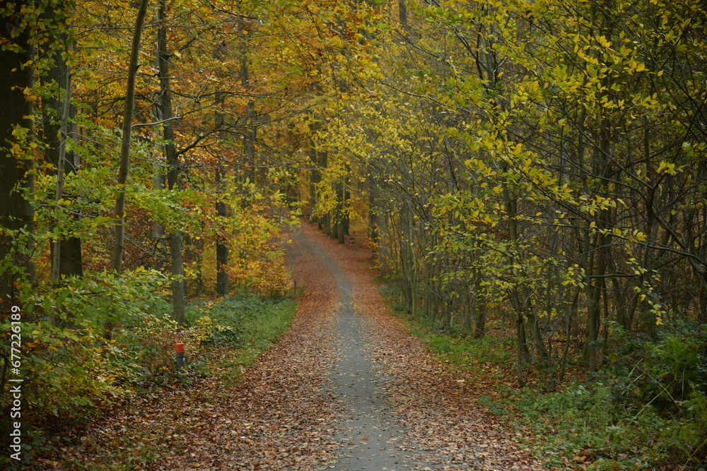 Chemin entre les jeunes hêtres en automne à la forêt de Soignes à Tervuren 