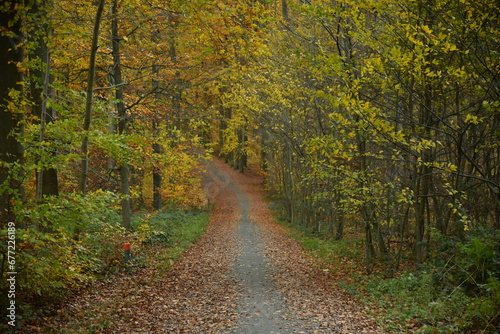 Chemin entre les jeunes hêtres en automne à la forêt de Soignes à Tervuren  © Photocolorsteph