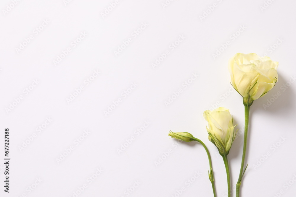 Fototapeta premium Beautiful eustoma (lisianthus) flowers