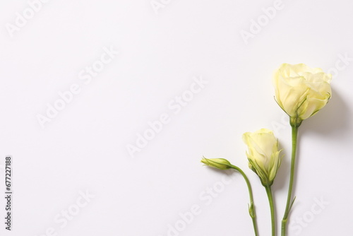 Fototapeta Naklejka Na Ścianę i Meble -  Beautiful eustoma (lisianthus) flowers