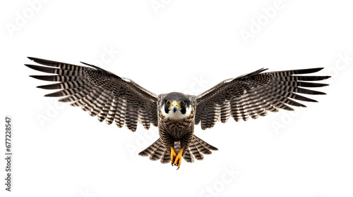 Beautiful flying falcon on transparent background PNG