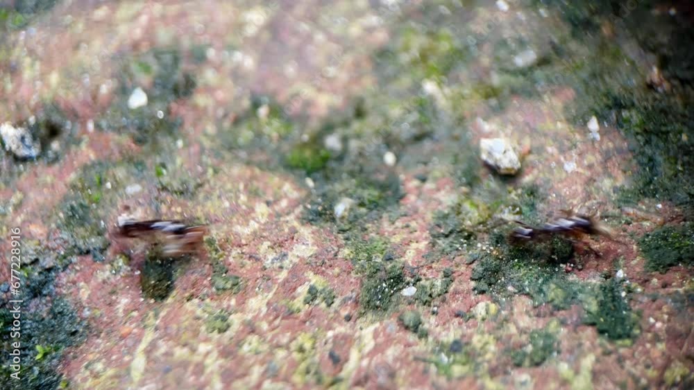 black ants walking with eggs during monsoon season. black ants walking with eggs during monsoon season.