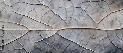 The close up shot of a leaf reveals the intricate texture of the xylem and phloem resembling a fossilized natural pattern on a marble like plant surface against the backdrop of a horizontal