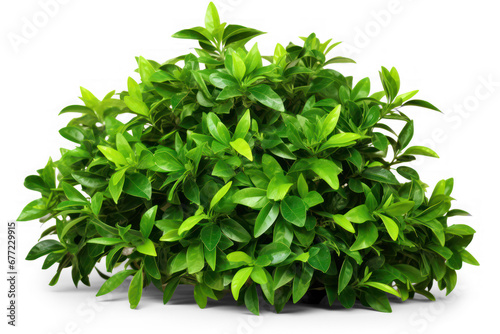 Green bush isolated on transparent background
