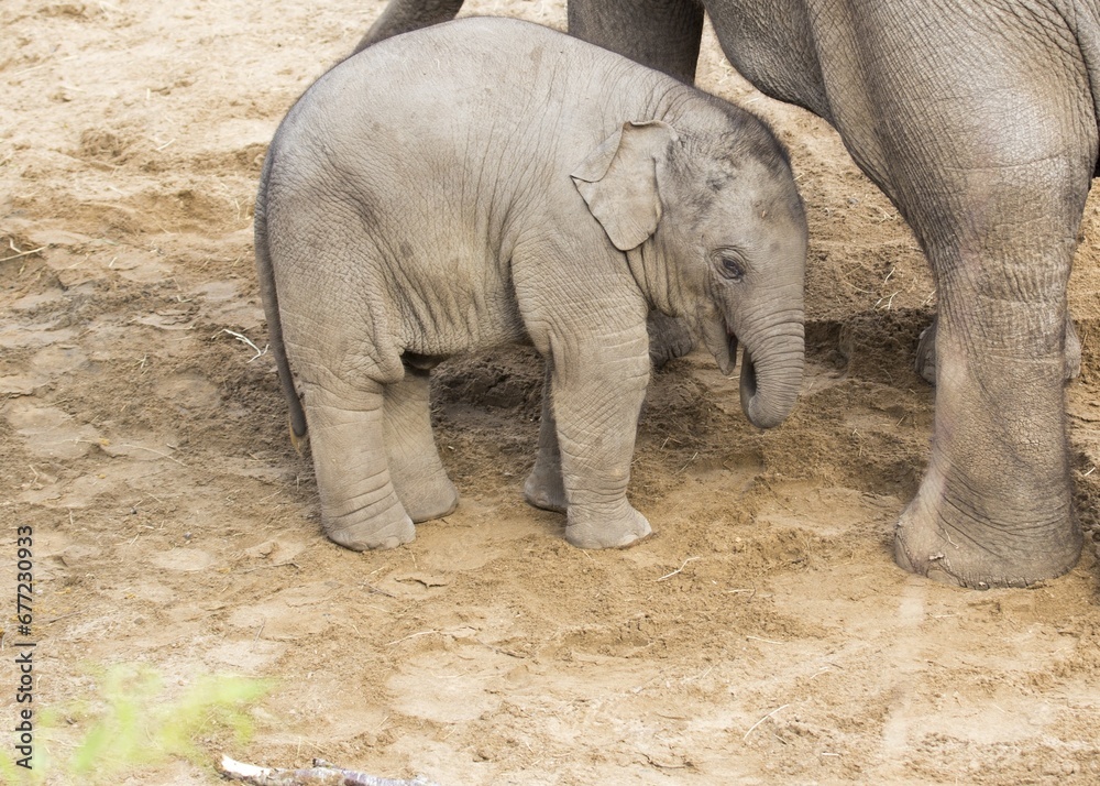 Fototapeta premium Elephas maximus indicus, Asian Elephant