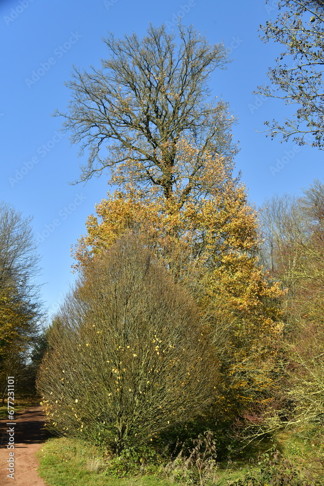 Arbustes à feuillage dorée devant un arbre majestueux au parc Mariemont à Morlanwelz 