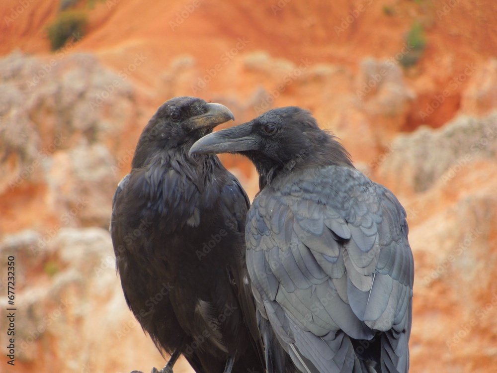 Fototapeta premium crows