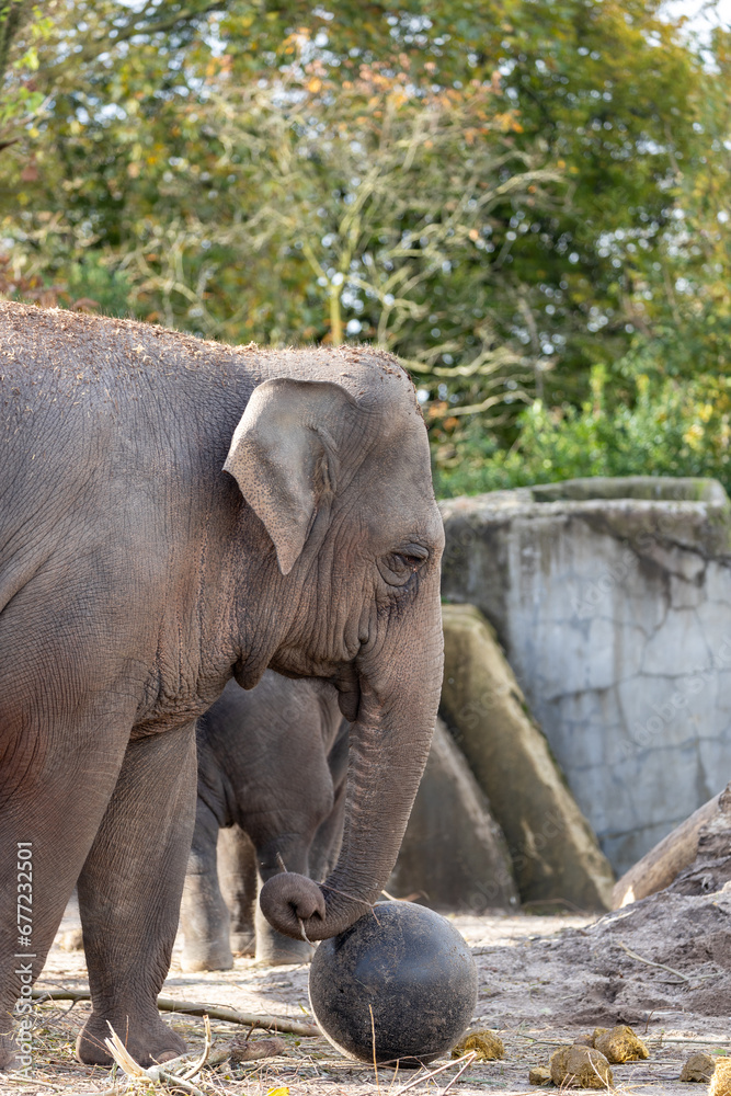 Fototapeta premium Elephas maximus indicus, Asian Elephant