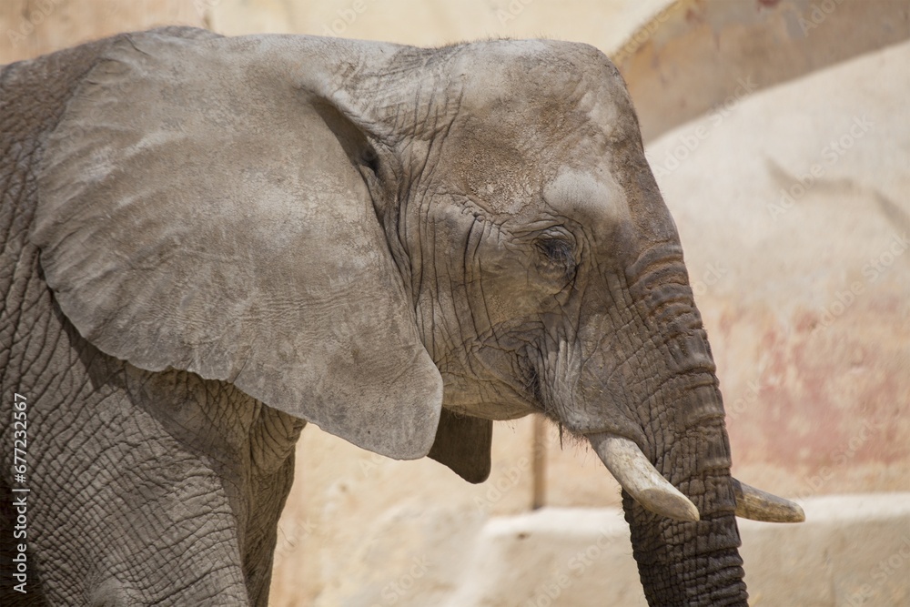 Fototapeta premium Elephas maximus indicus, Asian Elephant