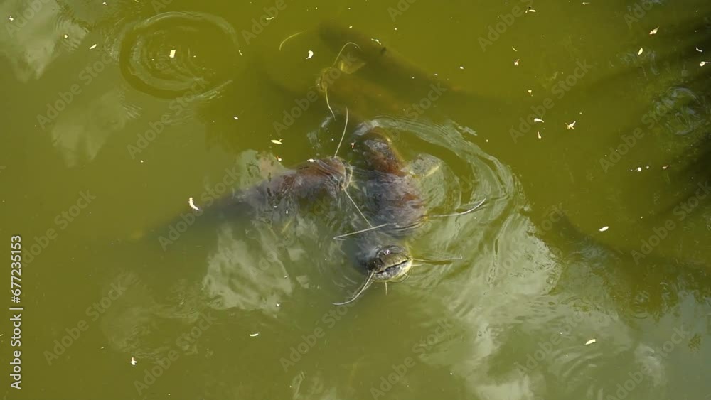 beautiful close up of catfishs eating bread floating on the water surface beautiful close up of catfishs eating bread floating on the water surface