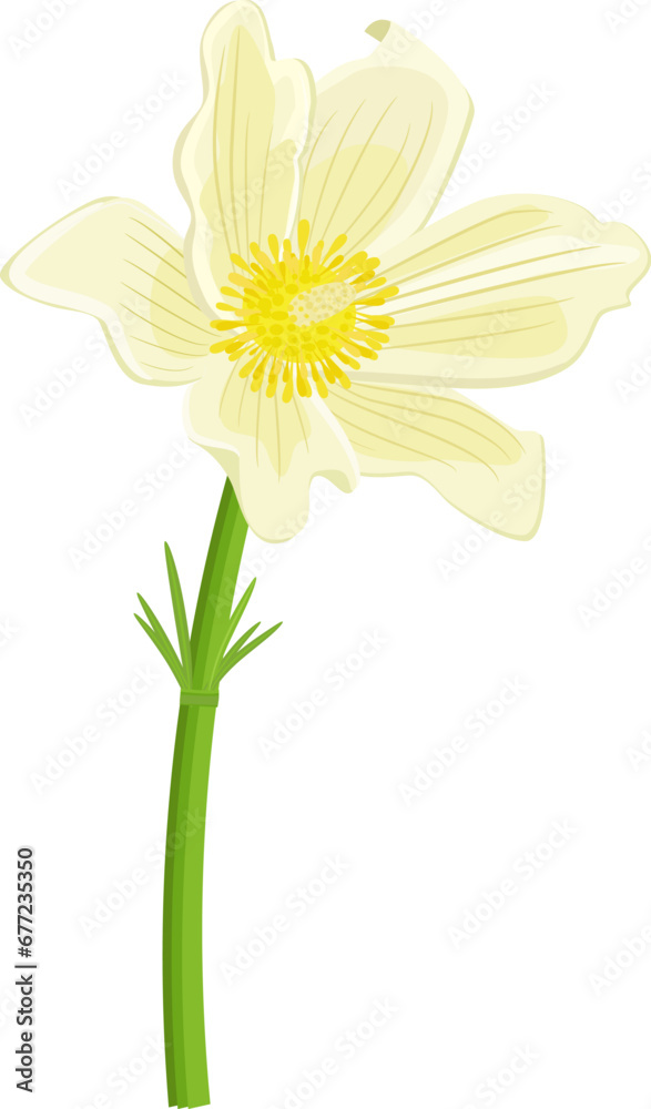 White flower pulsatilla patens. An isolated spring forest bloom. White flower pulsatilla patens. An isolated spring forest bloom.