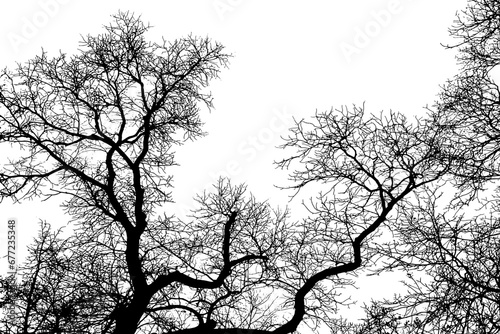 Tree branch silhouette on transparent background © Darya