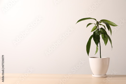 plant in a flowerpot photo