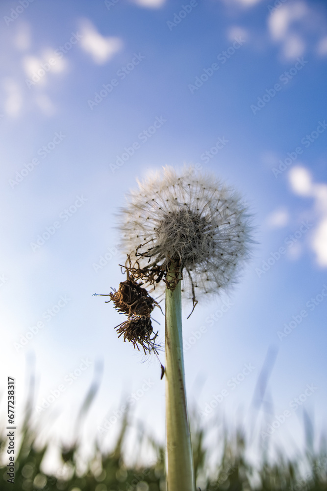 Delicate Blooming Dandelion in Nature's Beauty