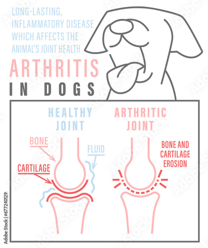 Arthritis, osteoarthritis in dogs. Common disease. Veterinarian infographics.