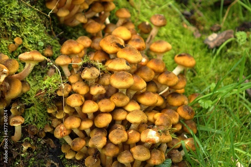 Closeup of a bunch of mushrooms growing on a mossy tree in a forest in autumn