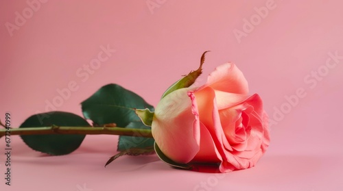 Delicate pink rose on pink background.