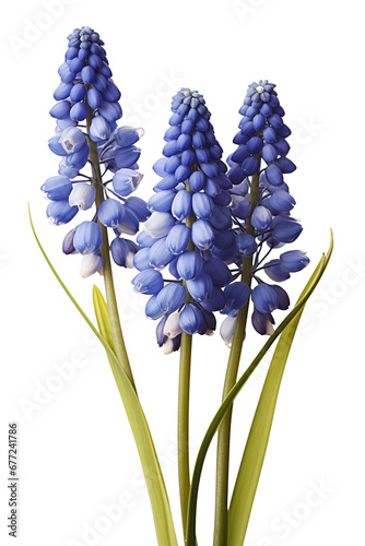 Grape hyacinth flowers in blue on transparent background