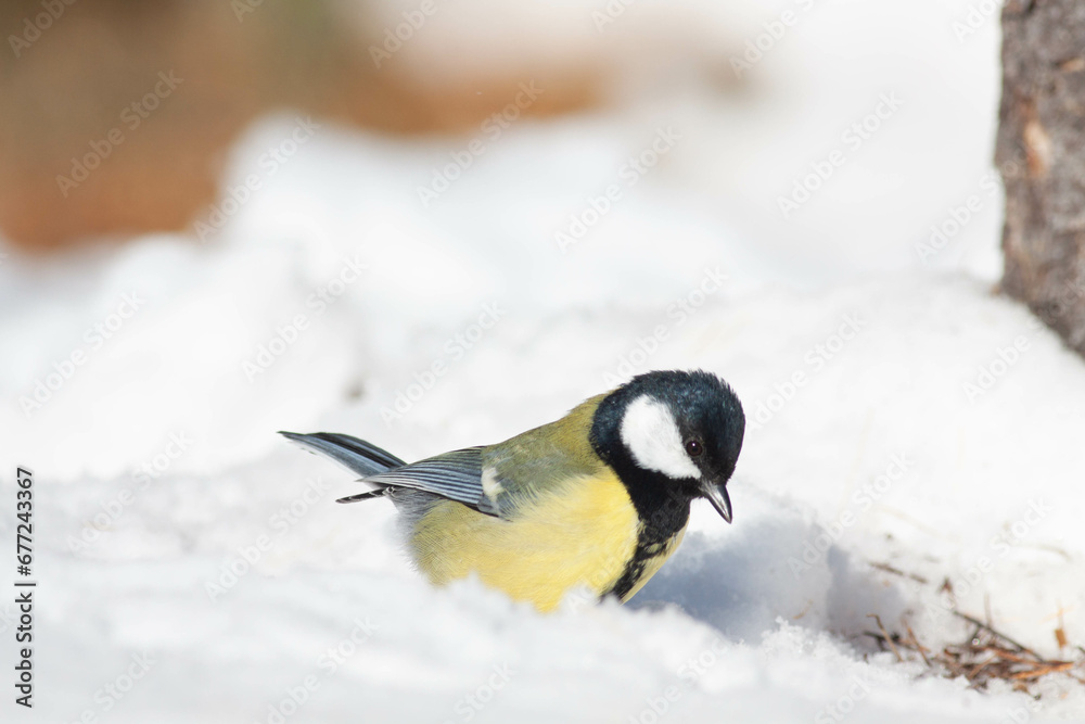 Bird in the wilderness.