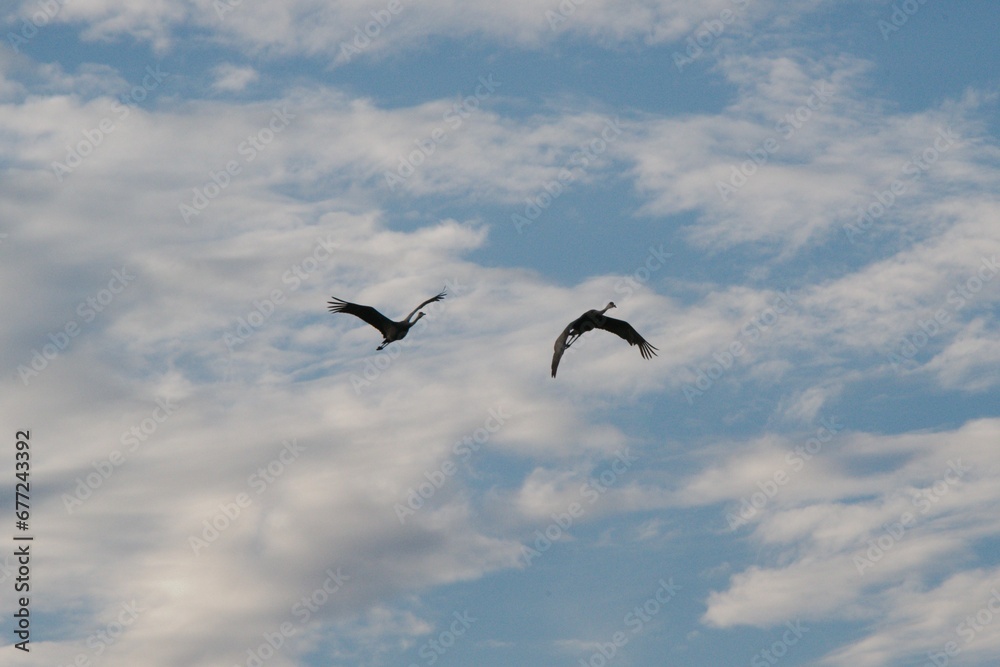 birds in flight