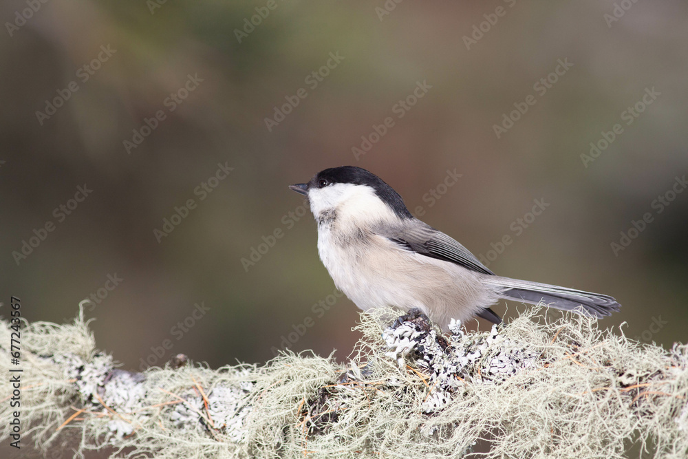 Fototapeta premium Bird in the wilderness.