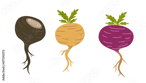 Maca plant illustration set. Healthy root vegetable. Natural remedy. Peruvian ginseng. Red, yellow and black maca root. Botanical vector flat illustration