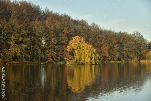 L'arbre au feuillage doré se reflétant dans les eaux d'un des étangs à la fin de l'automne au parc de Tervuren à l'est de Bruxelles 