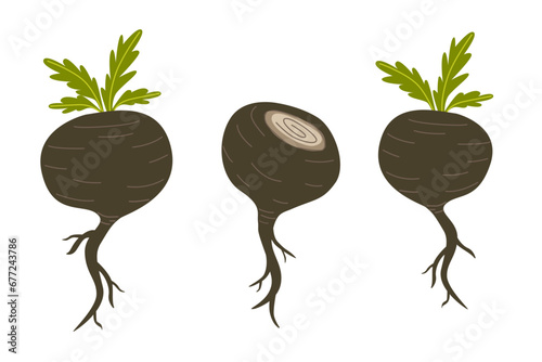 Black maca or Peruvian ginseng plant. Healthy root vegetable. white background. Natural remedy vector graphic. Flat cartoon illustration isolated on white background.
