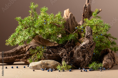 Abstract nature scene with a composition of juniper and dry snags.