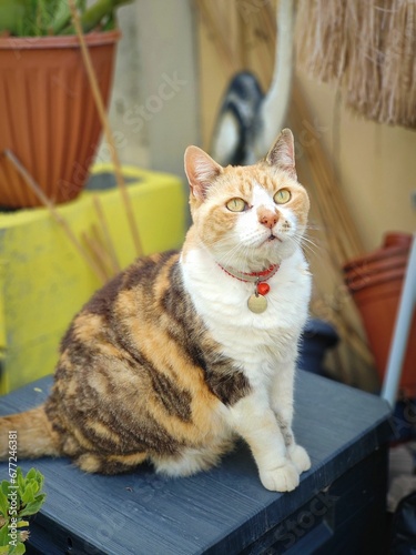 Fototapeta Naklejka Na Ścianę i Meble -  Vertical shot of a cute ginger tabby cat