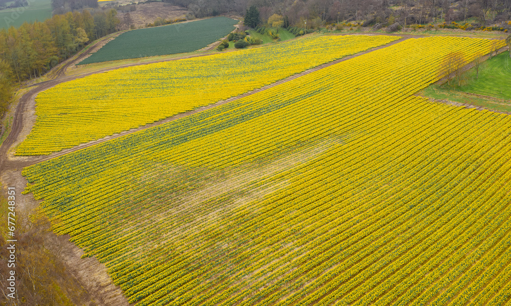Fototapeta premium Daffodil crop in field at a rural agriculture farmland