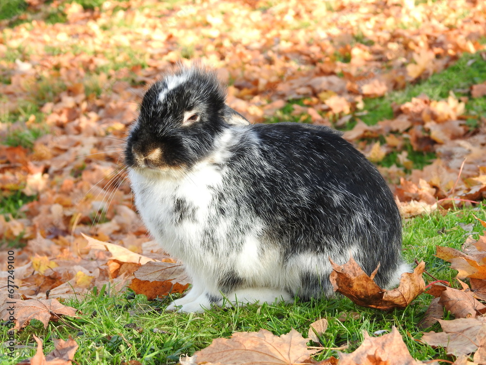 rabbit in the grass in autumn rabbit in the grass in autumn