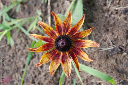 aging flower