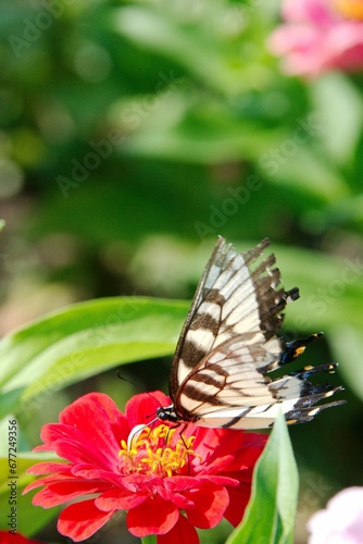 butterfly on flower
