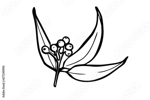 Eucalyptus branch with leaves and berries. Floral hand drawn simple illustration. Medicinal Plant. Vector simple element isolated on white background. 