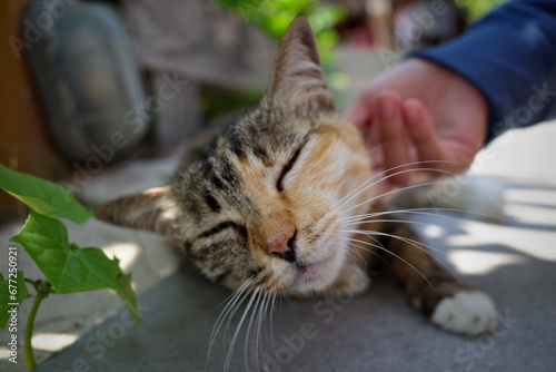 A woman's hand scratching the cat's chin close-up