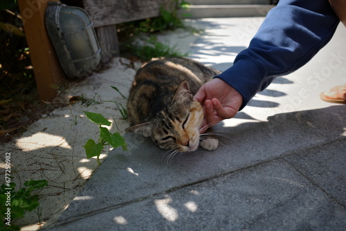 A woman's hand scratching the cat's chin photo