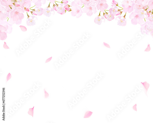 Fototapeta Naklejka Na Ścianę i Meble -  美しい薄いピンク色の桜の花と花びら春の水彩白バックフレーム背景素材イラスト