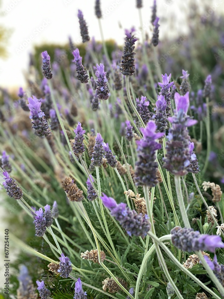 Fototapeta premium Vertical closeup shot of an English lavender plant found growing in the wild